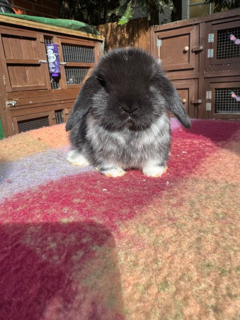 Pure bred miniature lop bunnies 