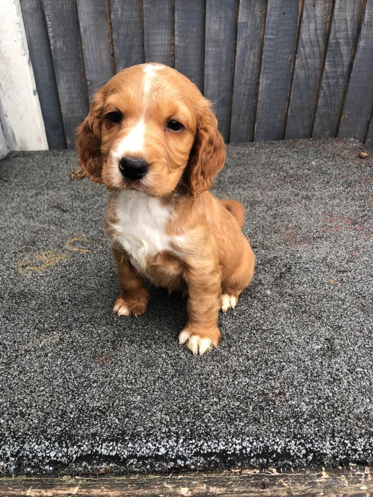 Cocker spaniel puppies
