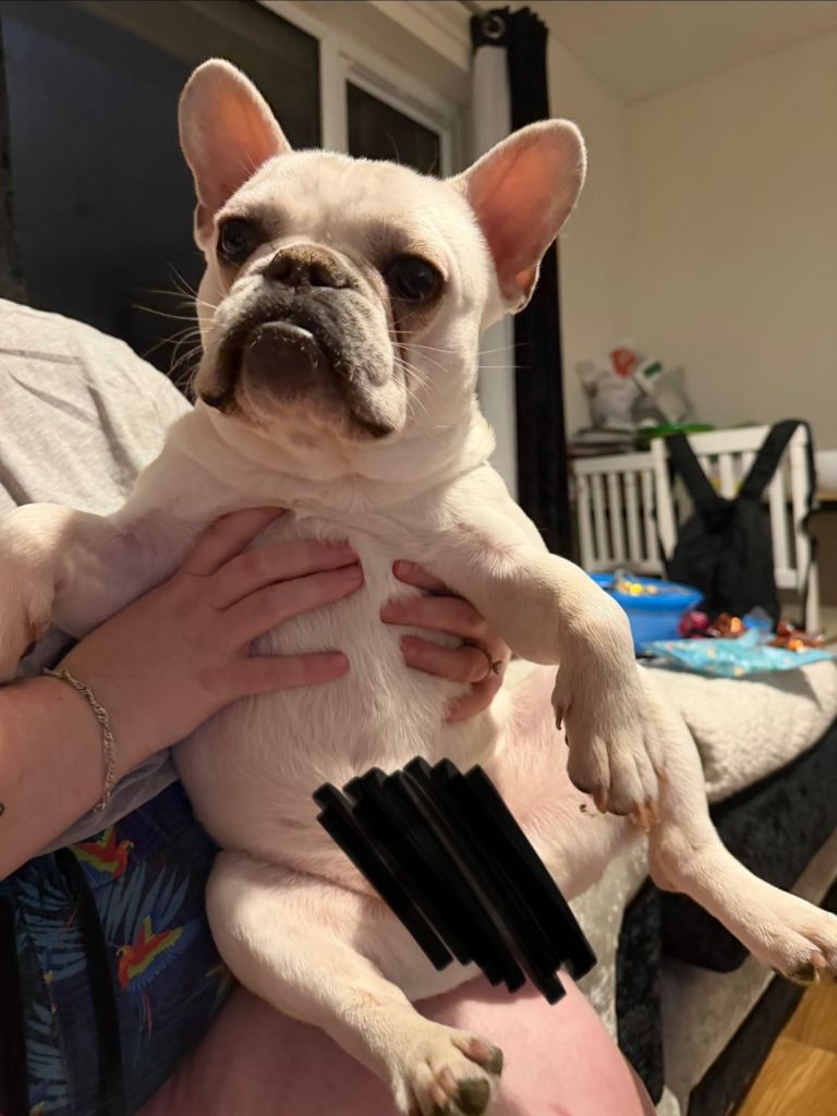 White male french bulldog