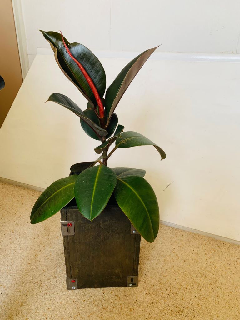 House plant
