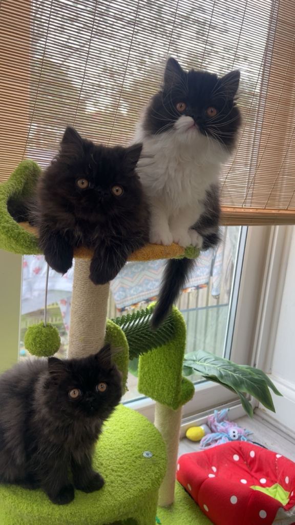 Stunning Persian kittens for sale 