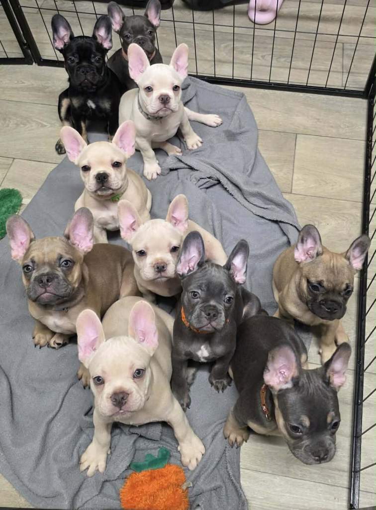 Reduced French bulldog puppies