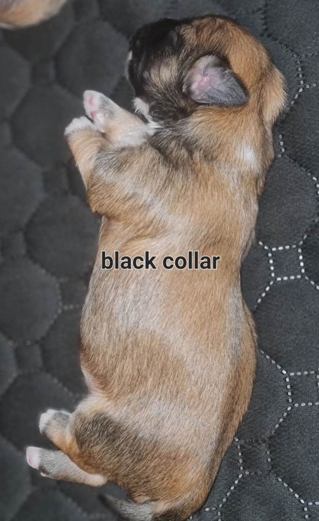 Lhasa apso boy puppies for sale