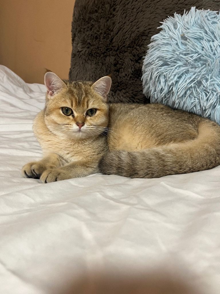 Gold & Black British Shorthair girl - 5 month old kitten 