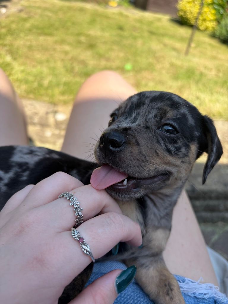 8 week old dapple puppy 