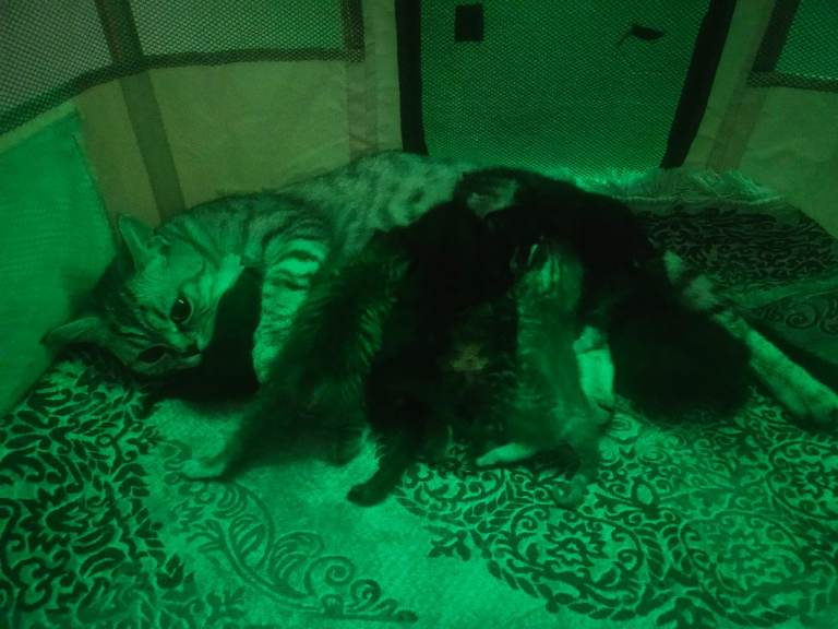 Little beautiful British Shorthair mixed litter