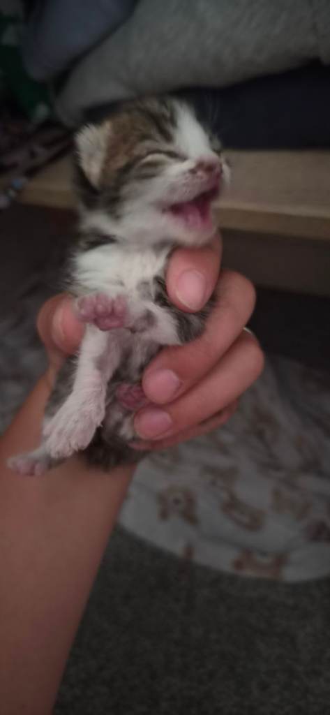 Beautiful kittens