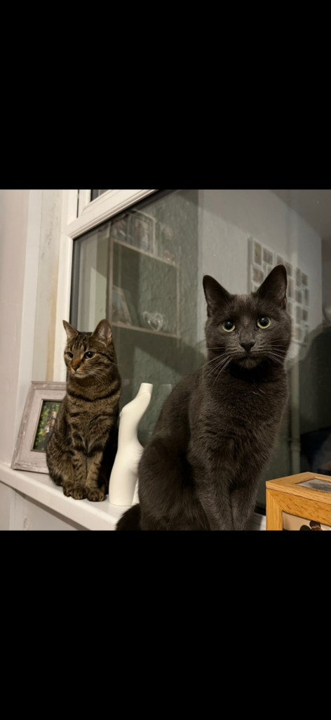 TWO Domestic shorthair female cats to go to a good home!