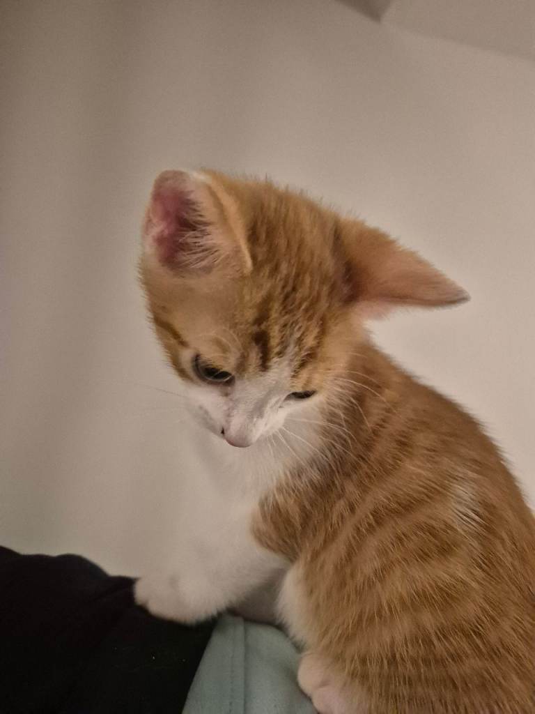Beautiful Ginger & White Boy