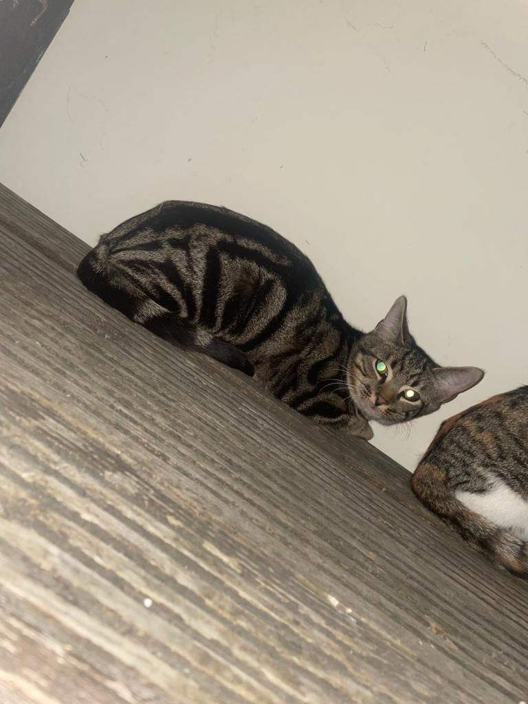 6Month kittens 2 Boys