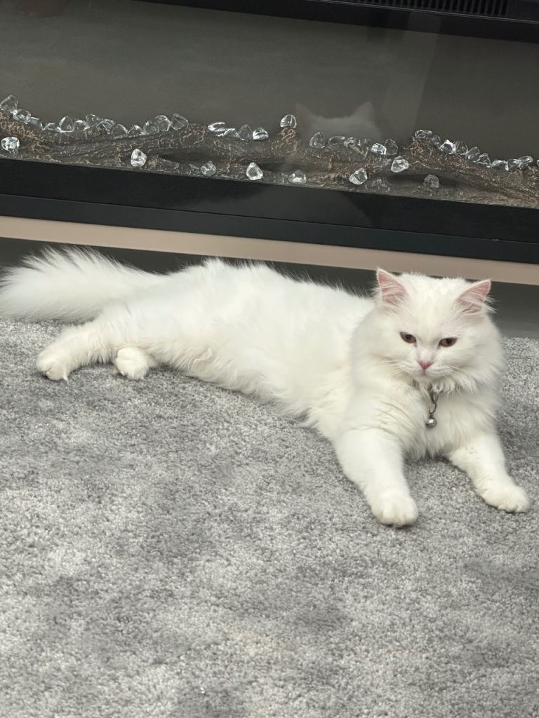 Beautiful White haired Cat