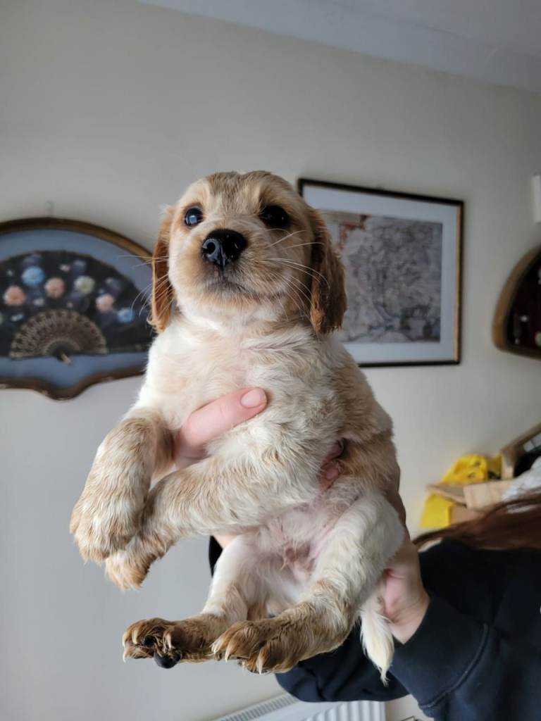 🐶 Cocker Spaniel Puppies for Sale 🐶