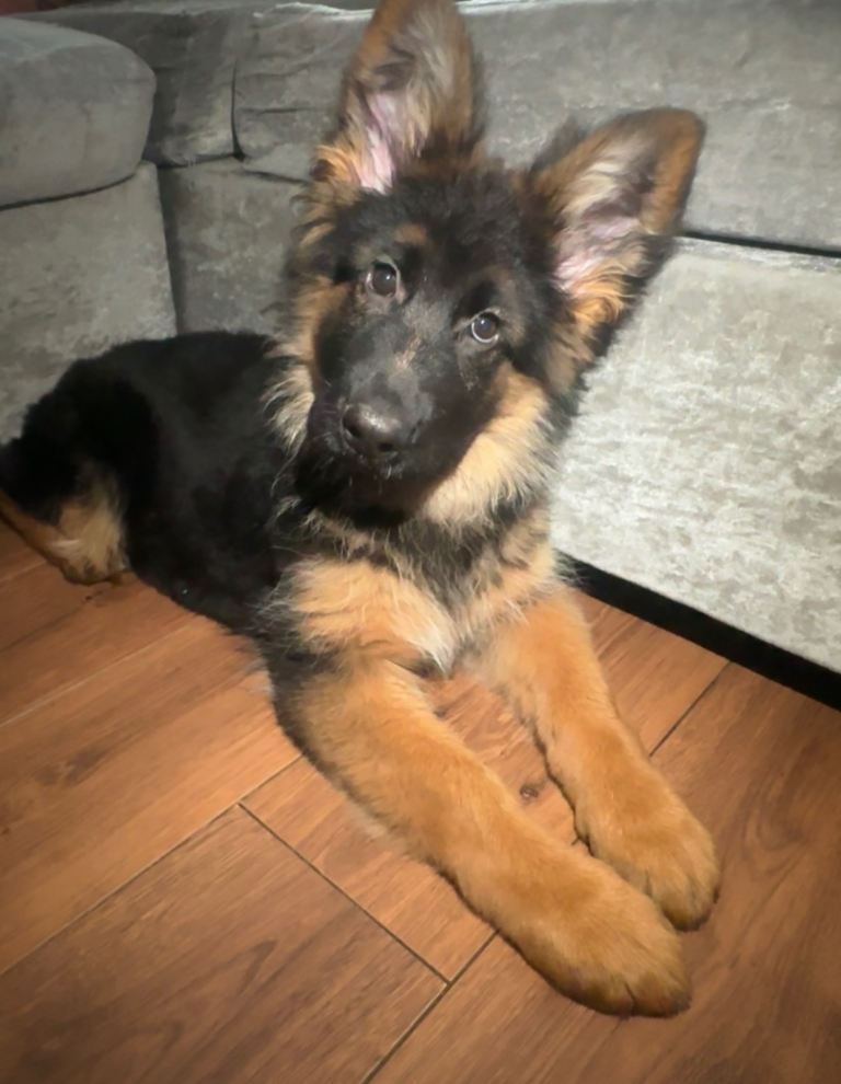 Long haired kc German shepherd 