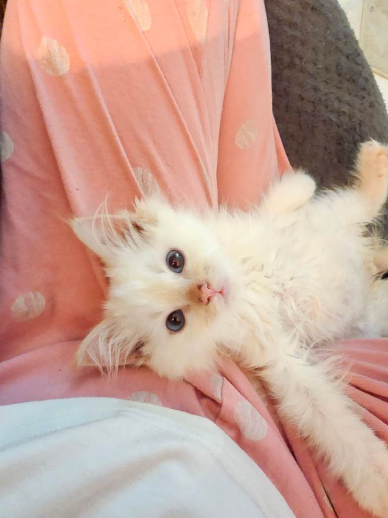  1 Ragdoll kitten left
