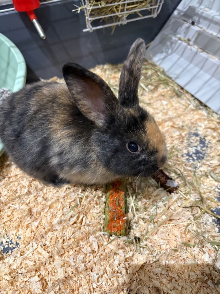 3 baby harlequin rabbits 