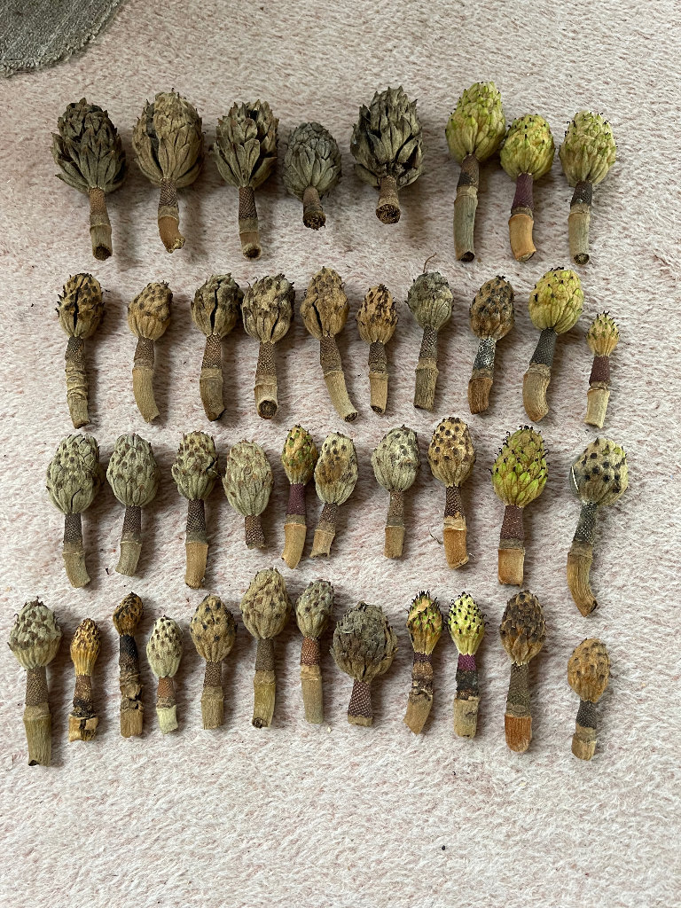 80 Magnolia seed pods. Collect Chichester