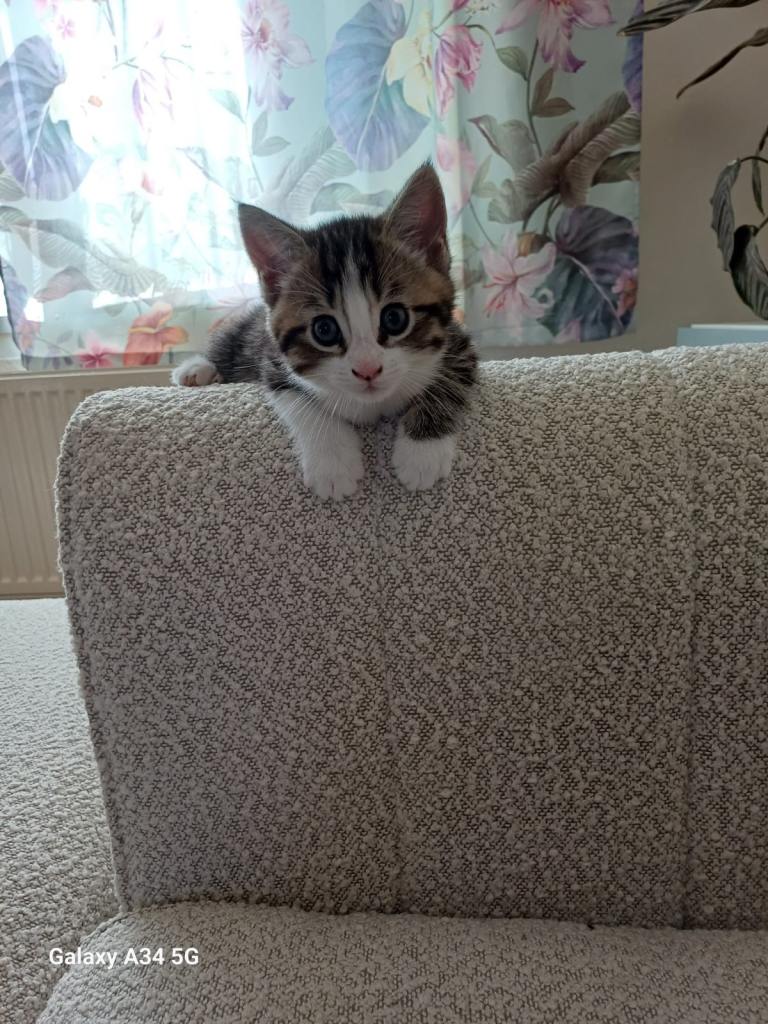 3 Beautiful Kittens for sale