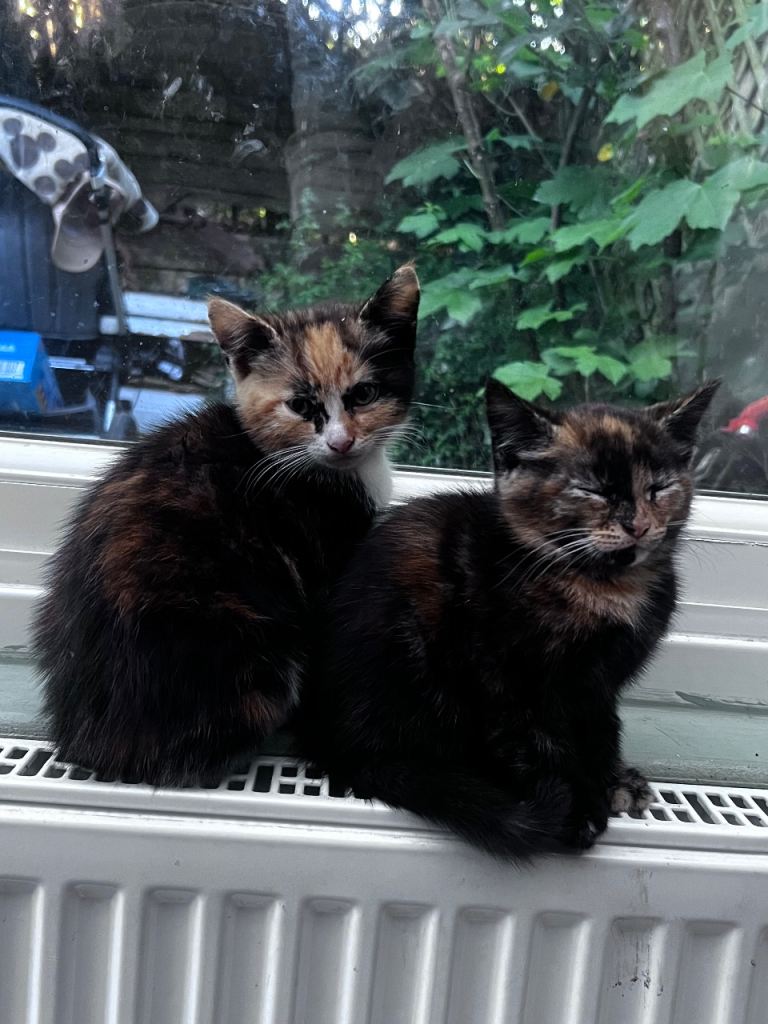 Beautiful Marble Kittens