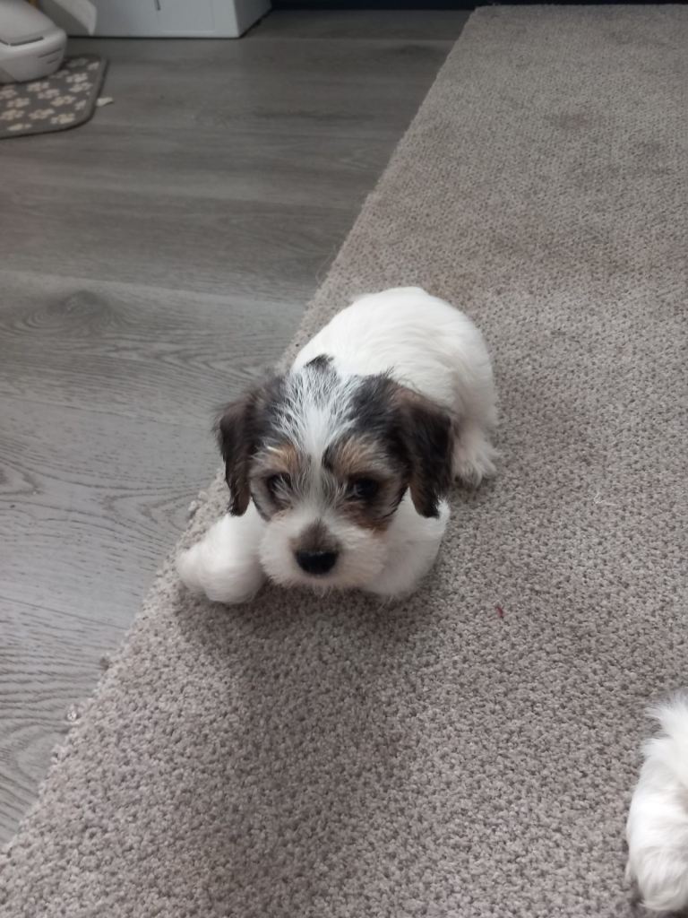 Two female puppies for sale
