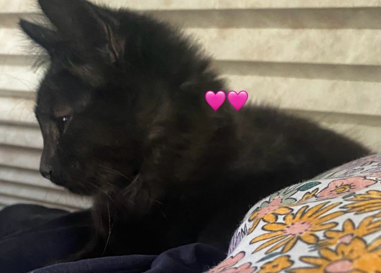 Kittens for sale 