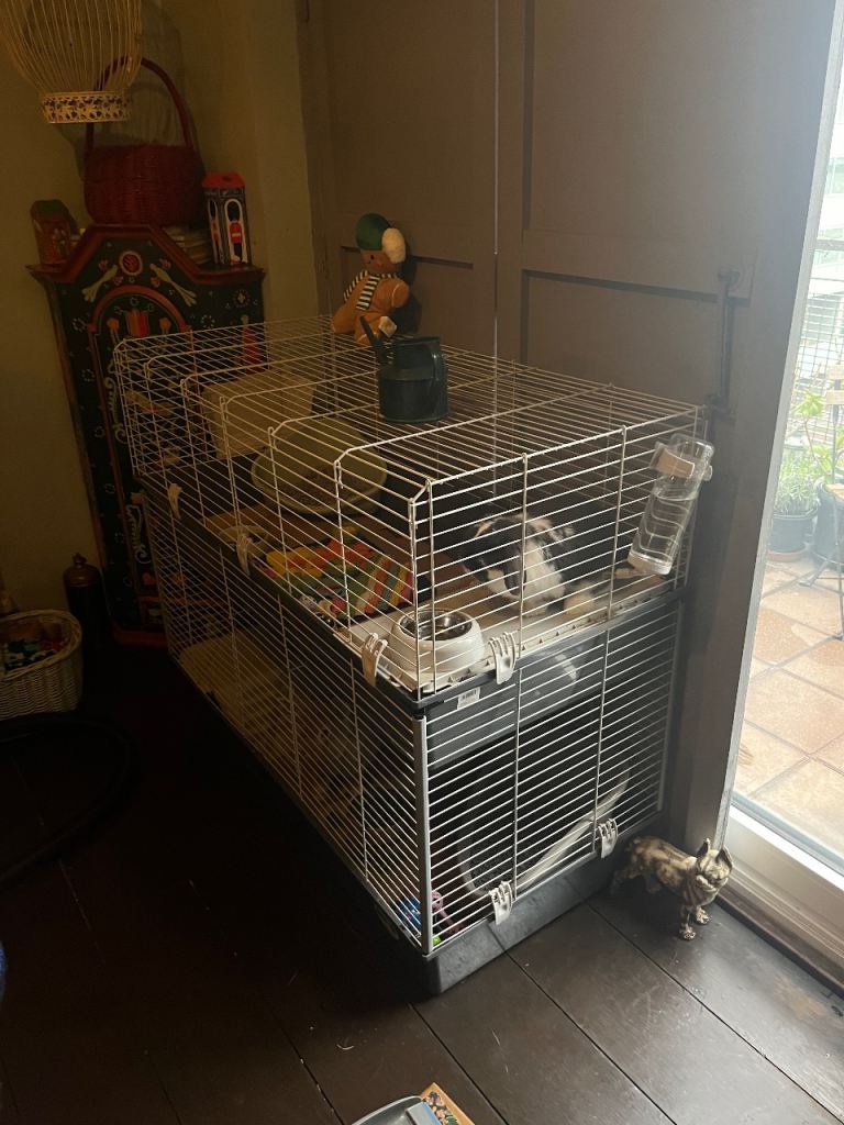 2 male rabbits and double cage 