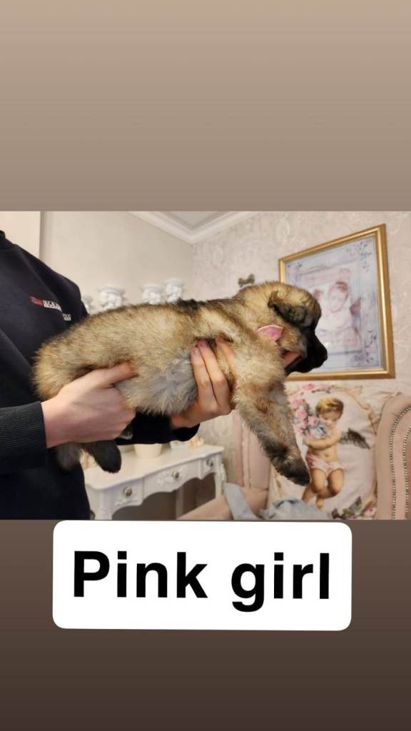 German shepherd puppys