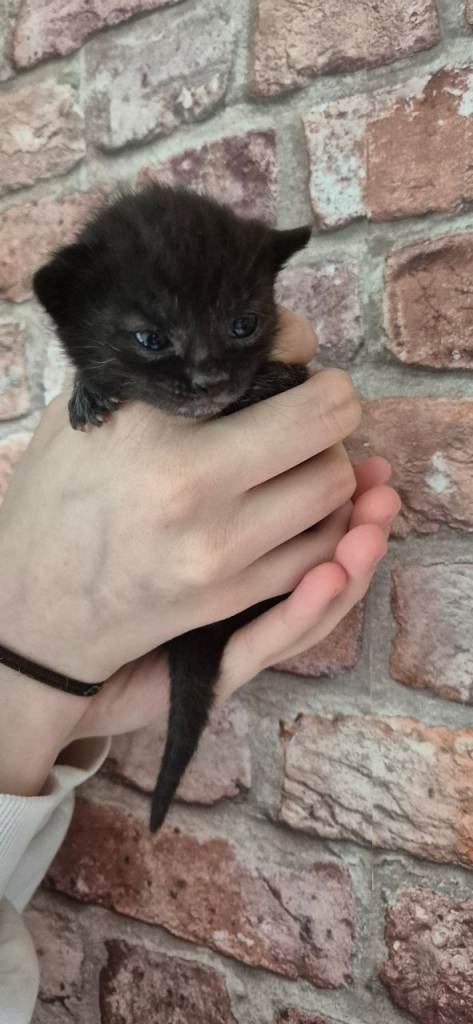 Kittens for sale