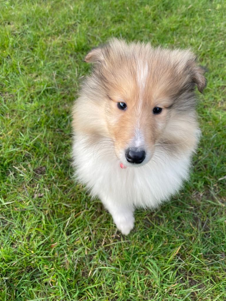 Rough collie puppies lassie 