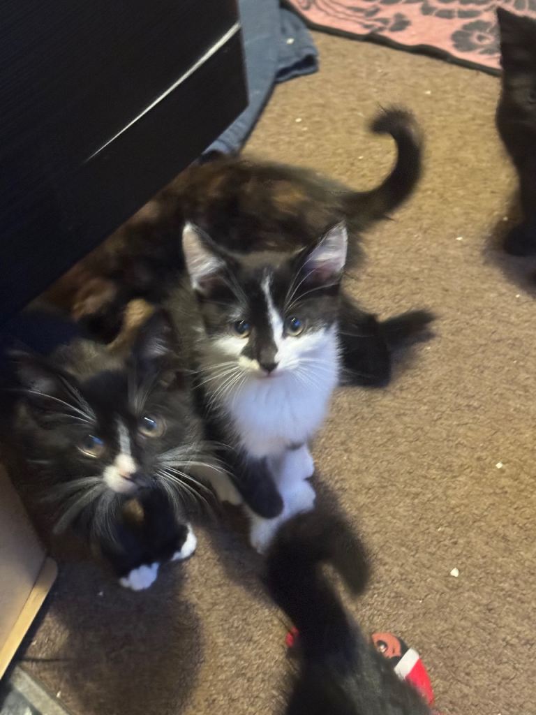 Unique kittens ready now