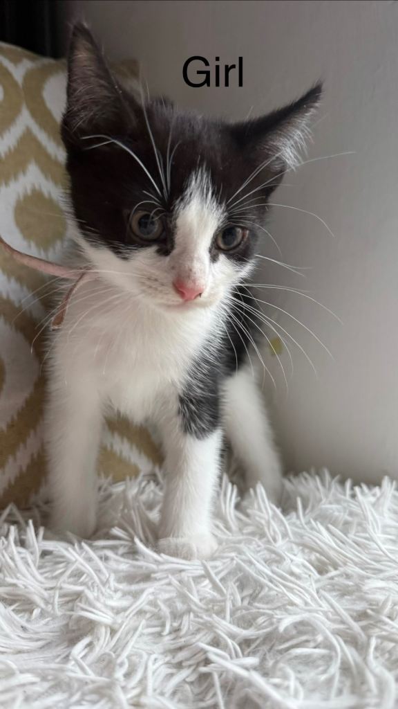 Kittens 