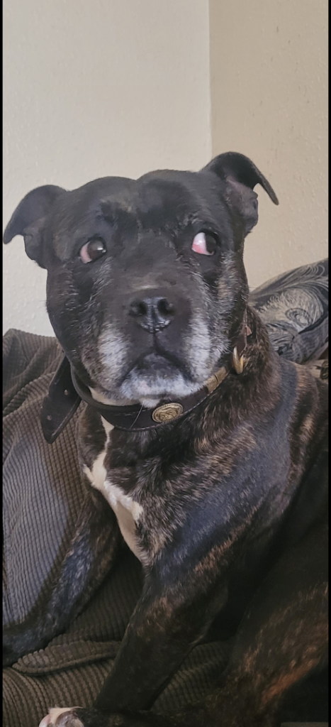 Staffy for rehoming 