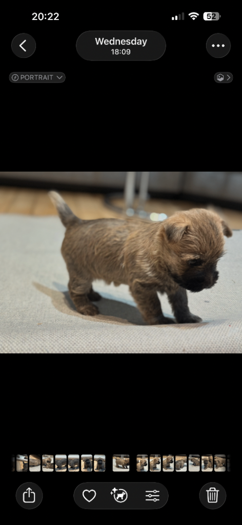 Cairn Terrier pups 