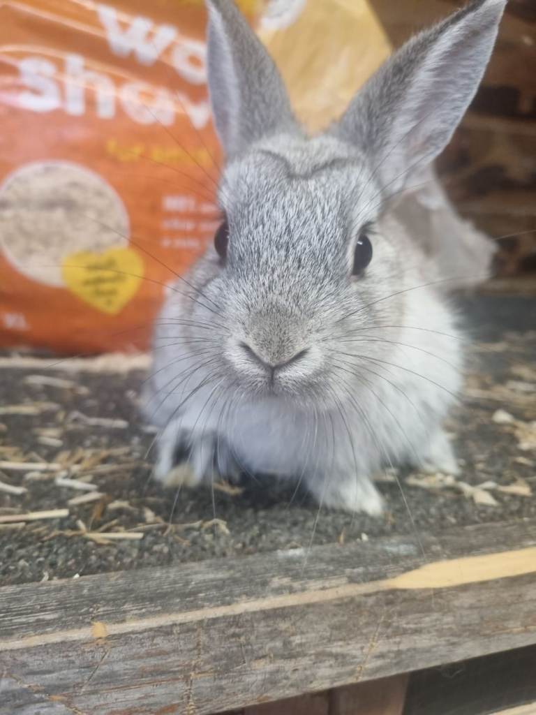 Dwarf baby rabbits 