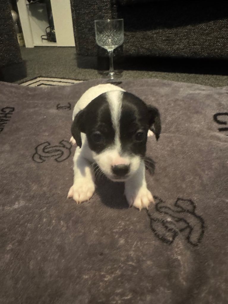 Beautiful jackapoo pups 