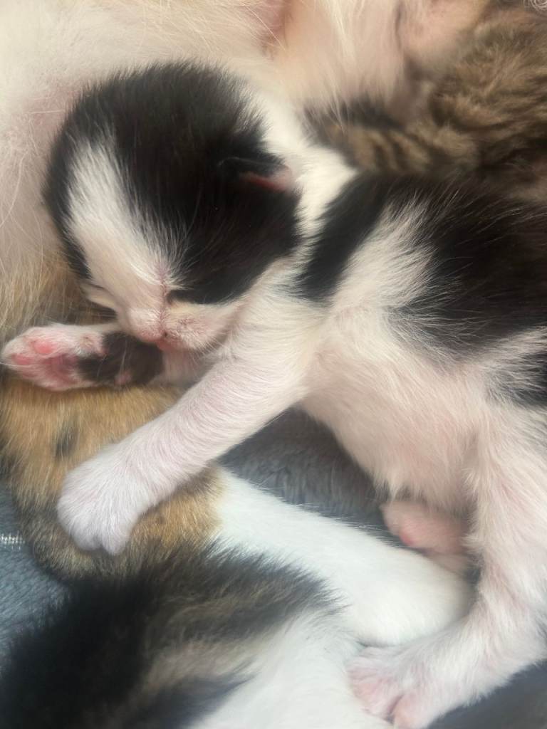 Kittens