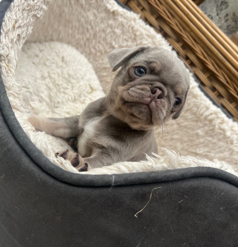 Female Pugs puppies