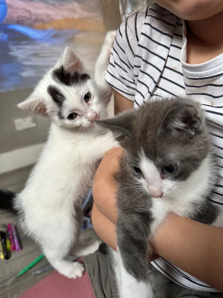 Adorable kittens for sale