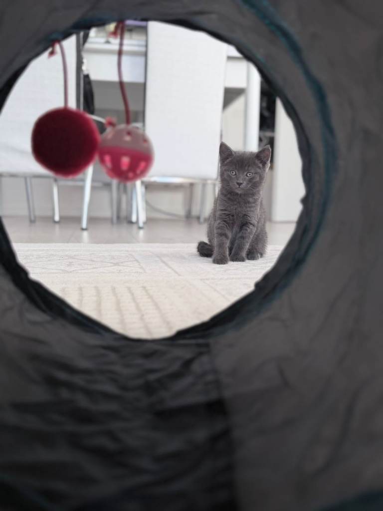 Britshort-Hair(Mix) Kittens –   Available taking interest