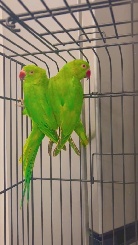 2 Young Indian Ringnecks Parrots For Sale 