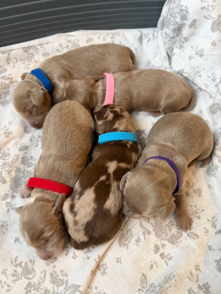Long haired miniature dauchunds 