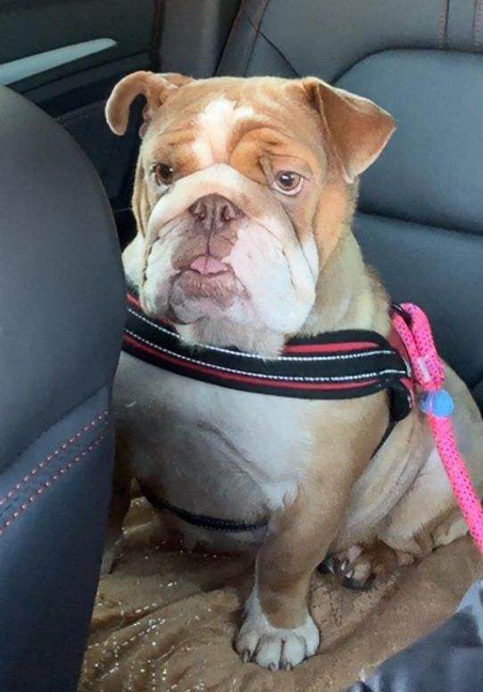 BEAUTYFULL ENGLISH BULLDOG