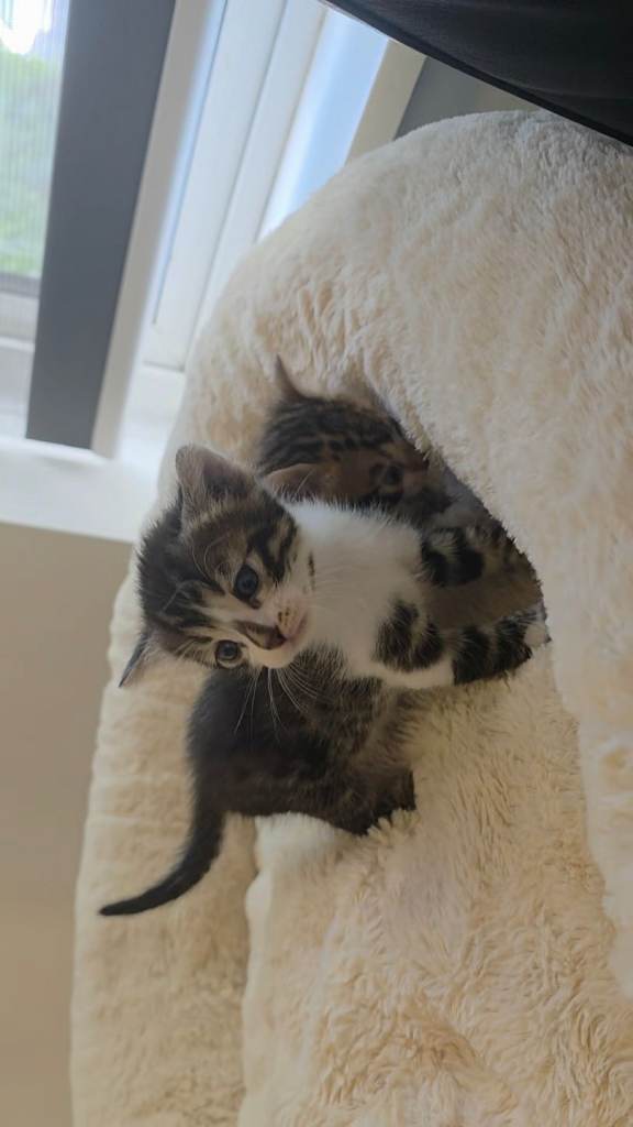 🐾 Beautiful Purebred Bengal Kittens – Now Available for Reservation 😺
