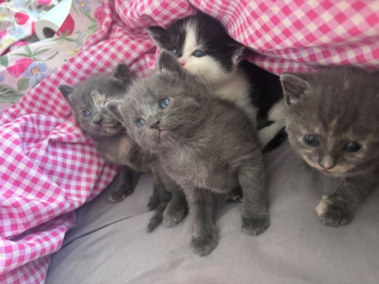 Kittens ready to leave 30th May 