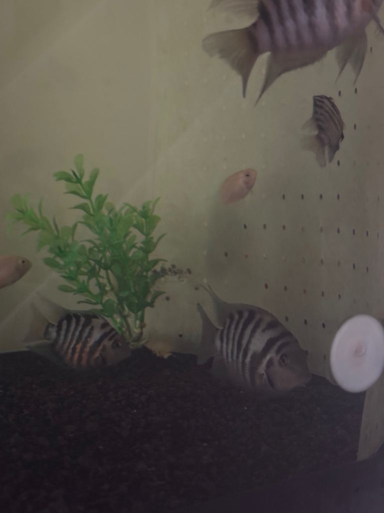 8 Convict Cichlids (Polar Blue & Albino) for SALE.