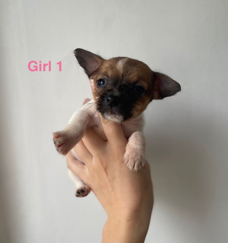 5 Gorgeous Jack Russell Terrier Puppies In Chesterfield
