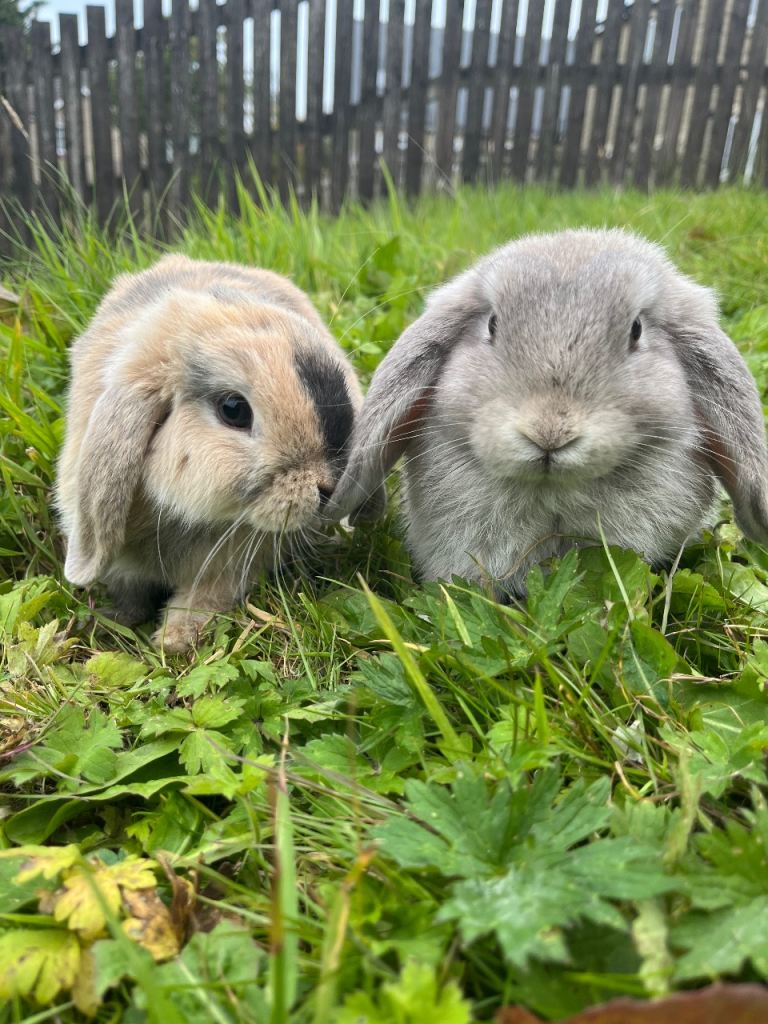 2 Mini Lop Bucks Rabbits