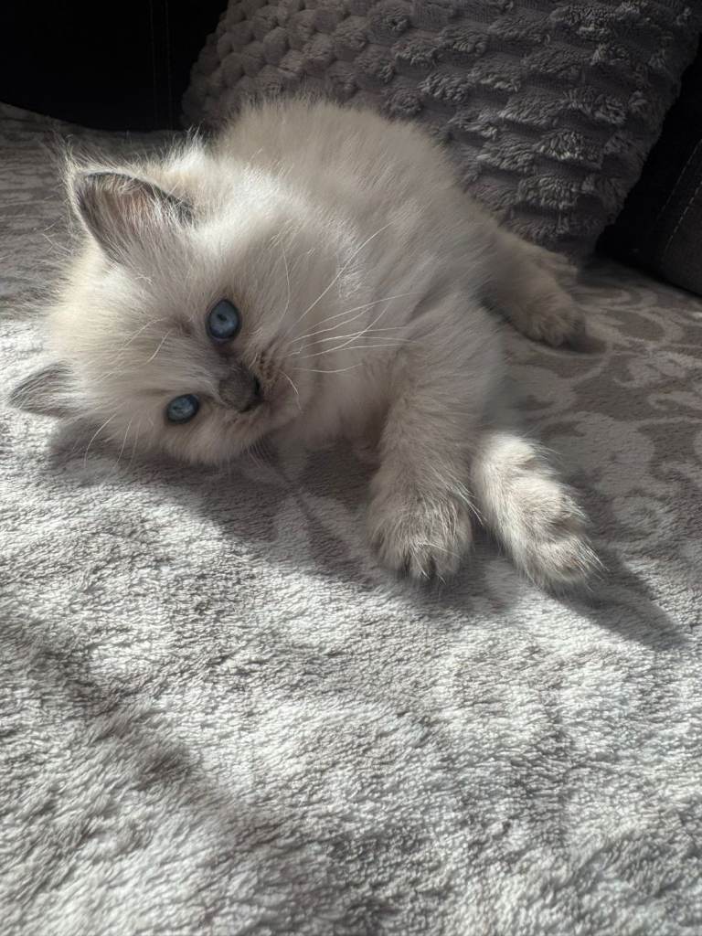 Ragdoll kittens purebred looking for good home