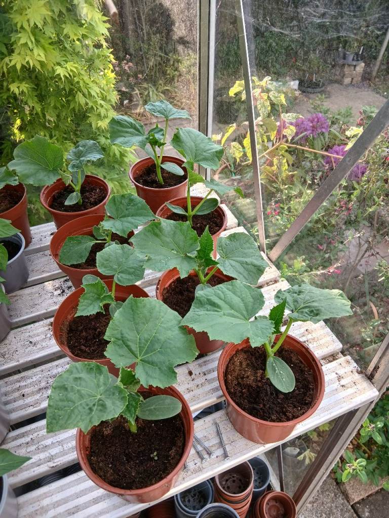 CUCUMBER PLANTS 