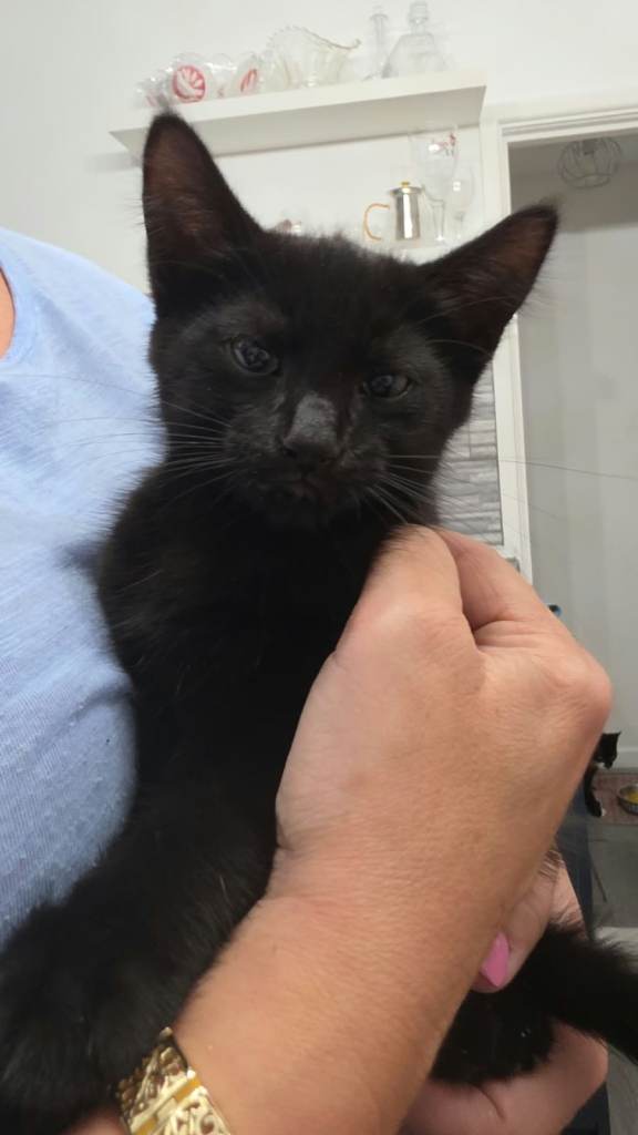 Kittens all boys 