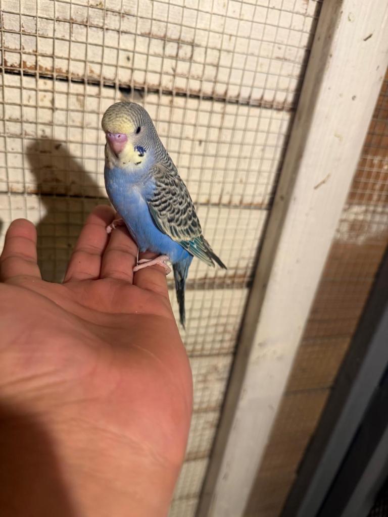 Budgies for sale